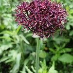 Allium atropurpureum फूल