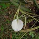 Brassavola nodosa Цвят