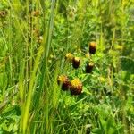 Trifolium spadiceum Flor