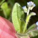 Myosotis ramosissima Feuille