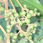 Vitex ferruginea Fruitua