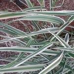 Phalaris arundinacea Feuille