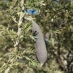 Acacia tortilis Fruit