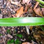 Luzula pilosa Leaf