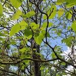 Catalpa ovata পাতা