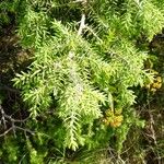 Juniperus macrocarpa Leaf