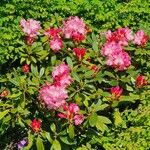 Rhododendron hirsutum Habit