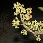 Curatella americana Fruit