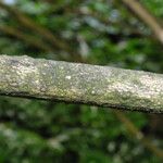 Eleutherococcus senticosus Bark