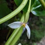 Begonia ampla Floare