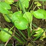 Nymphoides indica Jani