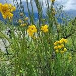 Senna crassiramea Hábito