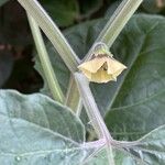 Physalis pubescens Lorea