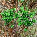 Taxus canadensis 葉