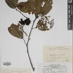 Alnus nepalensis 其他