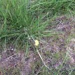 Lomatium triternatum Habit