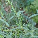 Artemisia dracunculus Blad