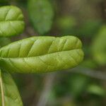 Combretum constrictum Leaf