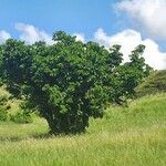 Vangueria madagascariensis Habitat