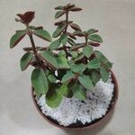 Peperomia verticillata Feuille