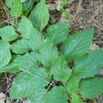 Physalis heterophylla Foglia