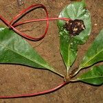 Psychotria densinervia Habit