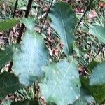 Quercus segoviensis Листок