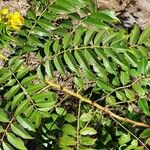 Senna occidentalis Leaf