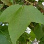 Liquidambar formosana List