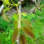 Juglans regia Листок