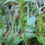 Selaginella selaginoides Virág