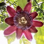 Passiflora quadrangularis Blodyn