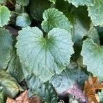 Campanula alliariifolia Leaf
