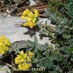 Alyssum cuneifolium Autre