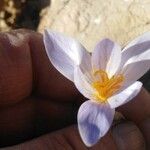 Crocus cancellatus ফুল