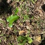 Smilax bona-nox Lehti