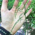 Carex gracillima Фрукт