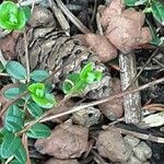 Vaccinium oxycoccos Leaf