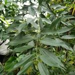 Cinnamomum aromaticum