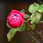 Rosa gallica Flor