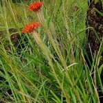 Kleinia picticaulis Elinympäristö