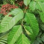 Leea guineensis फूल