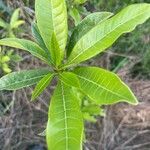Pouteria caimito Leaf