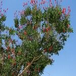 Erythrina humeana Flor