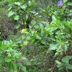 Ficus reflexa ശീലം