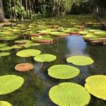 Victoria amazonica Habitat