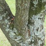 Podocarpus elongatus Bark