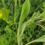 Scorpiurus vermiculatus Leaf