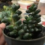 Sedum furfuraceum Лист