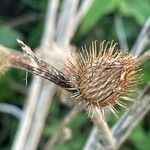 Arctium minus ഫലം